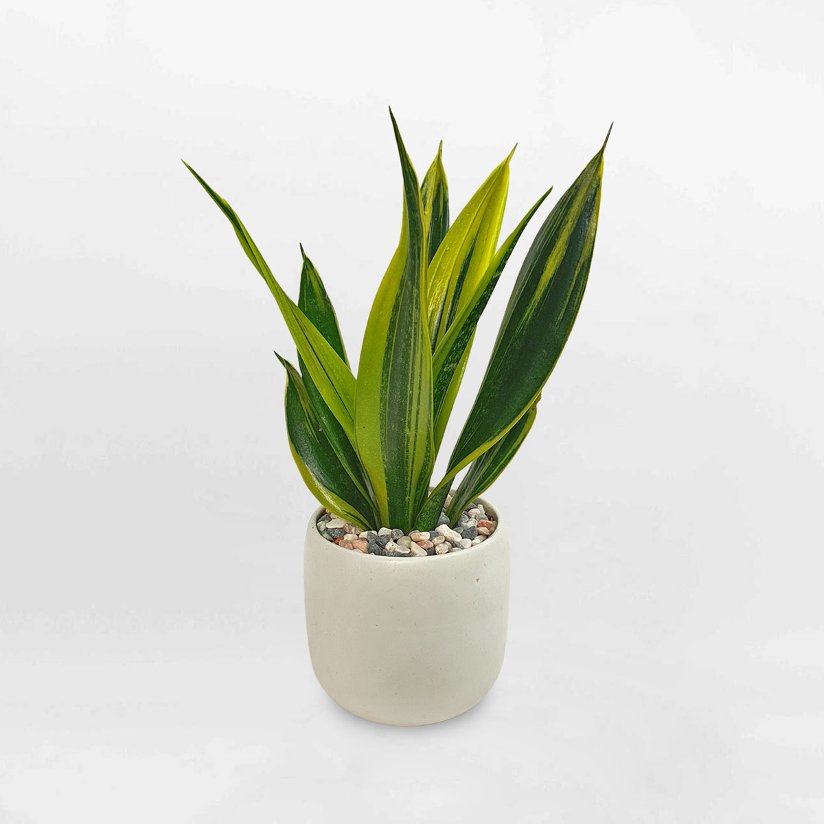 Cây lưỡi hổ Hoàng Kim ‘Gold Flame’ chậu sứ STGF005