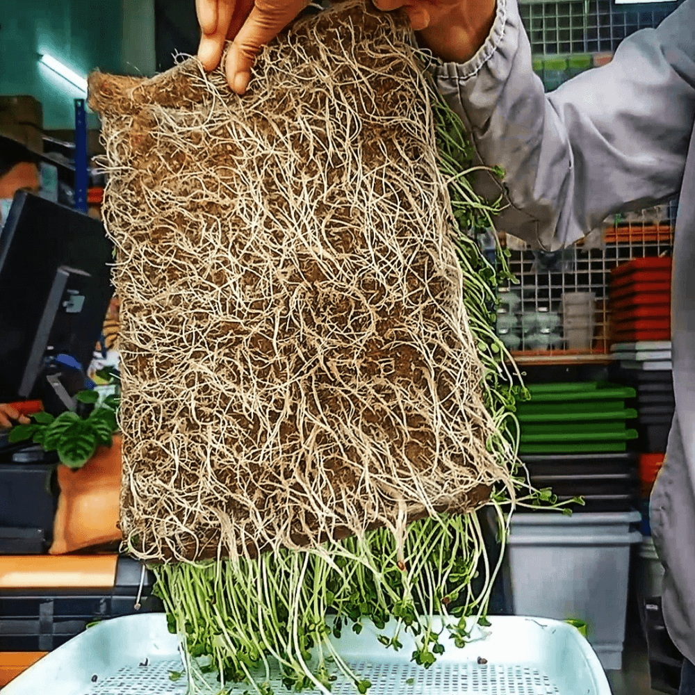 Đệm Giá Thể Sợi Đay Trồng Rau Sạch – Rau Mầm 2