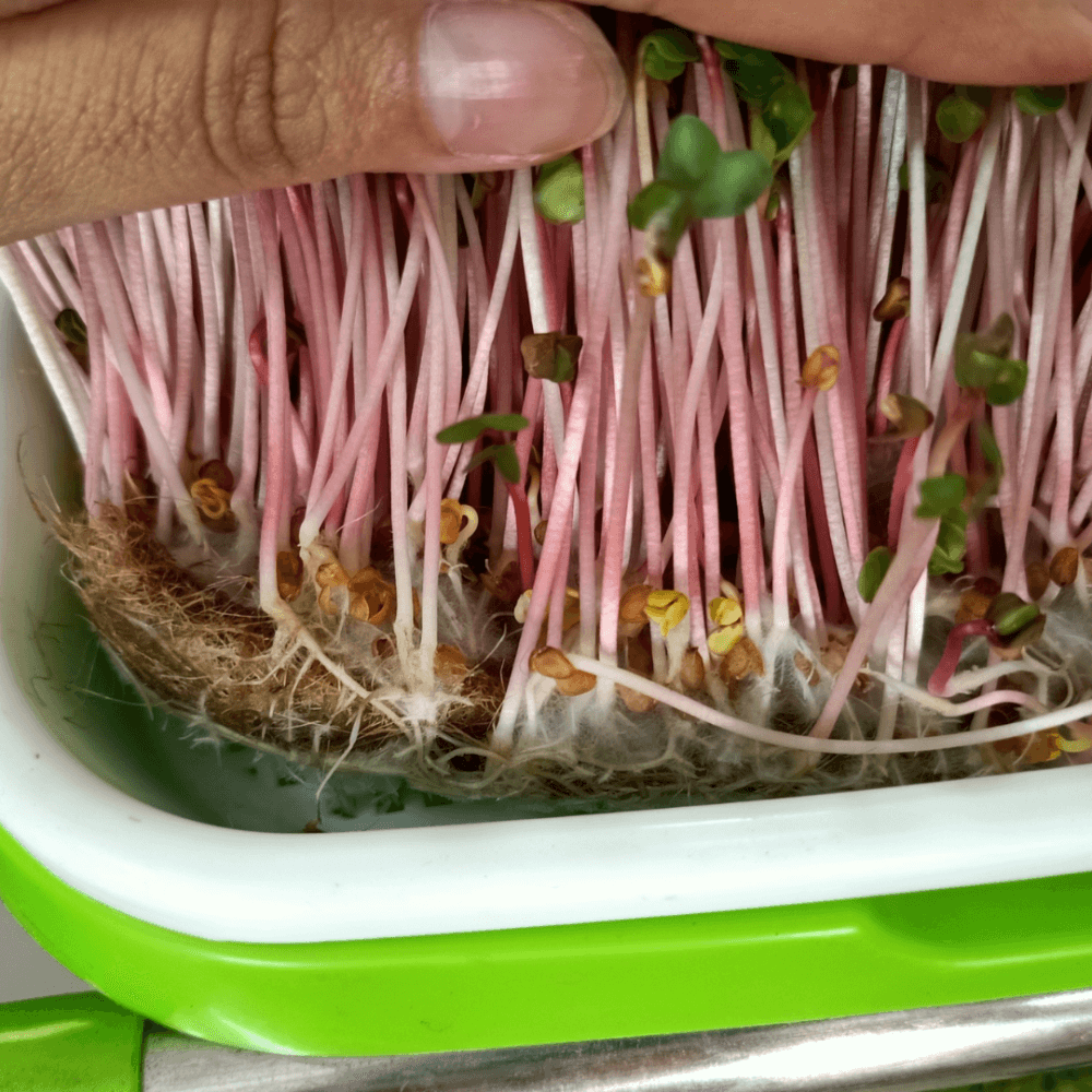 Đệm Giá Thể Sợi Đay Trồng Rau Sạch – Rau Mầm 3