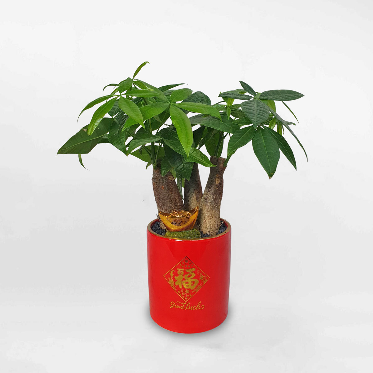 Cây kim ngân ‘phát tài phát lộc’ để bàn chậu sứ LONI031