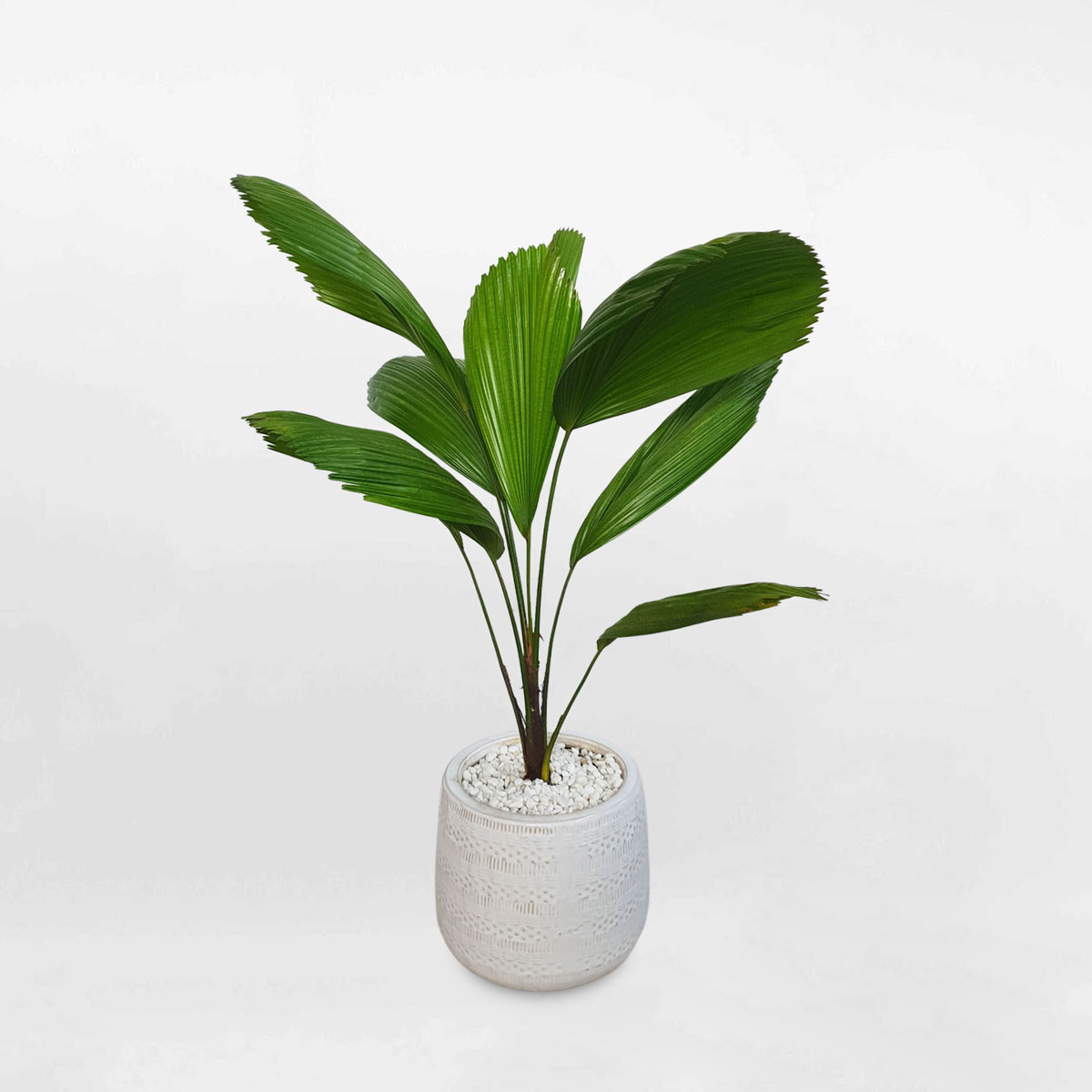 Cây cọ Nhật nhỏ chậu sứ trắng LICU010