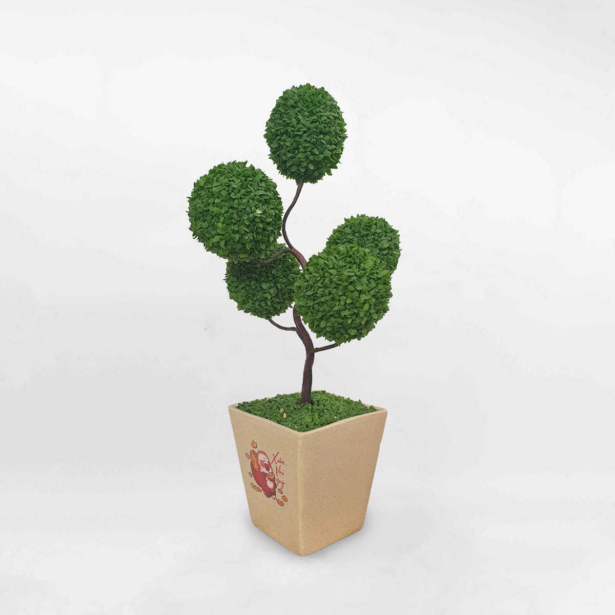 Cây may mắn dáng tree chậu sứ chữ nhật LUCK001