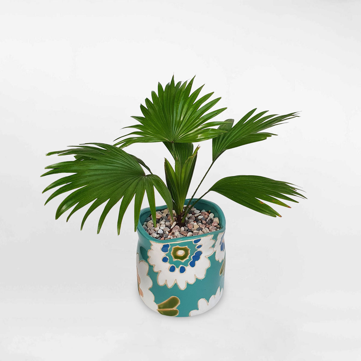 Cây cọ lá lẻ mini ‘Livistona’ chậu sứ LIVI003