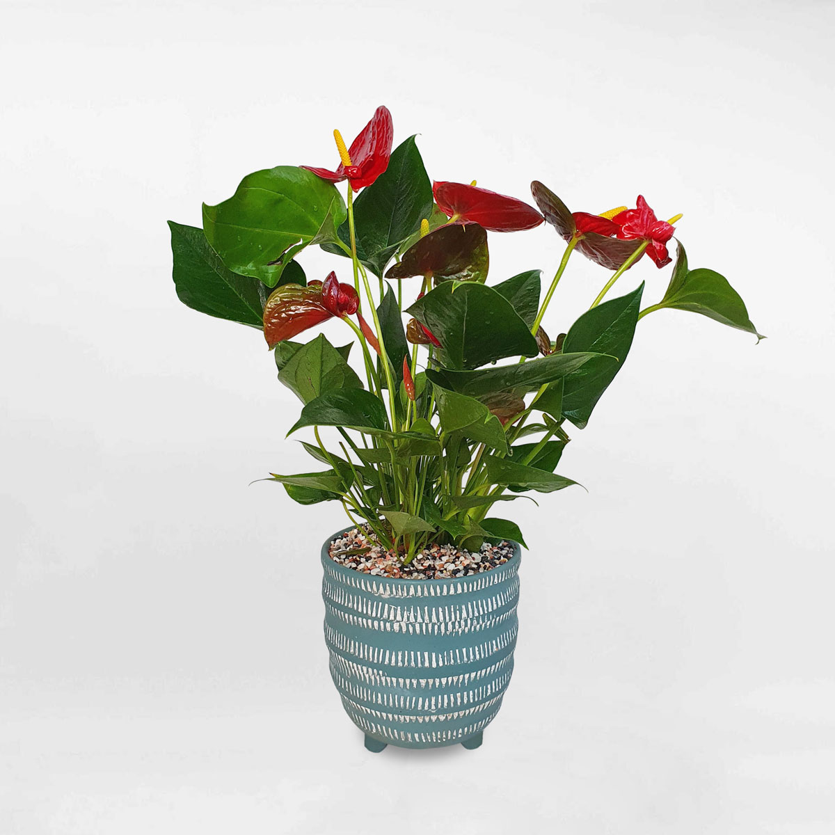 Cây hồng môn cỡ nhỏ chậu đất nung ANTH009