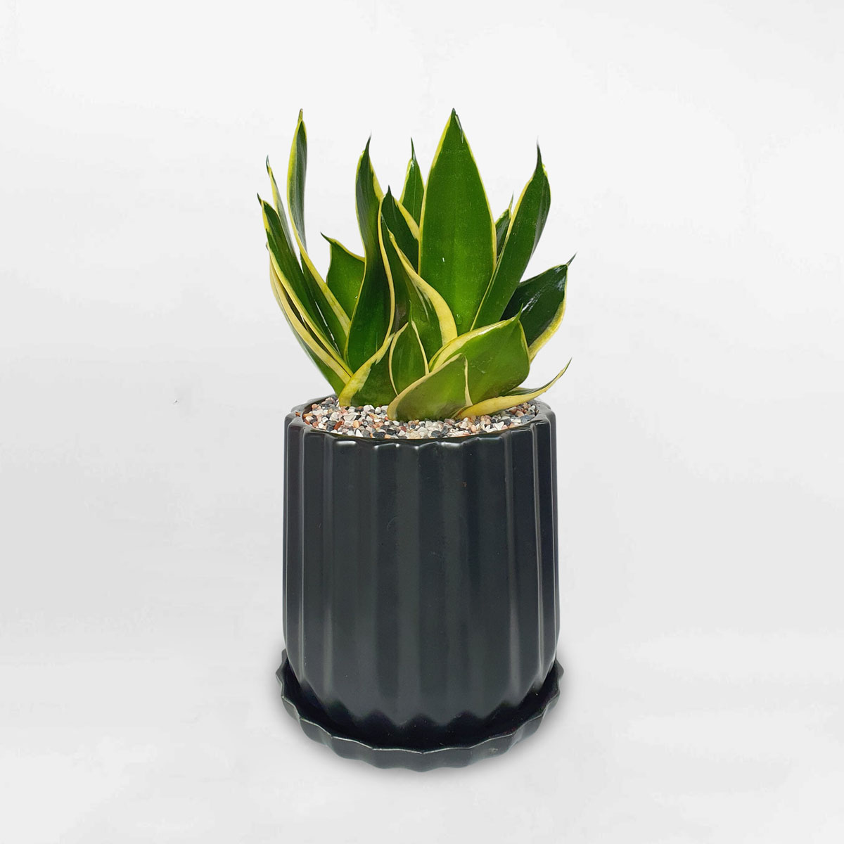 Cây lưỡi hổ xanh mini ‘Black Gold’ chậu sứ SHBG003