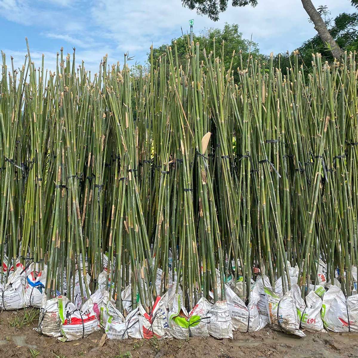 Cây trúc cần câu Phyllostachys aurea
