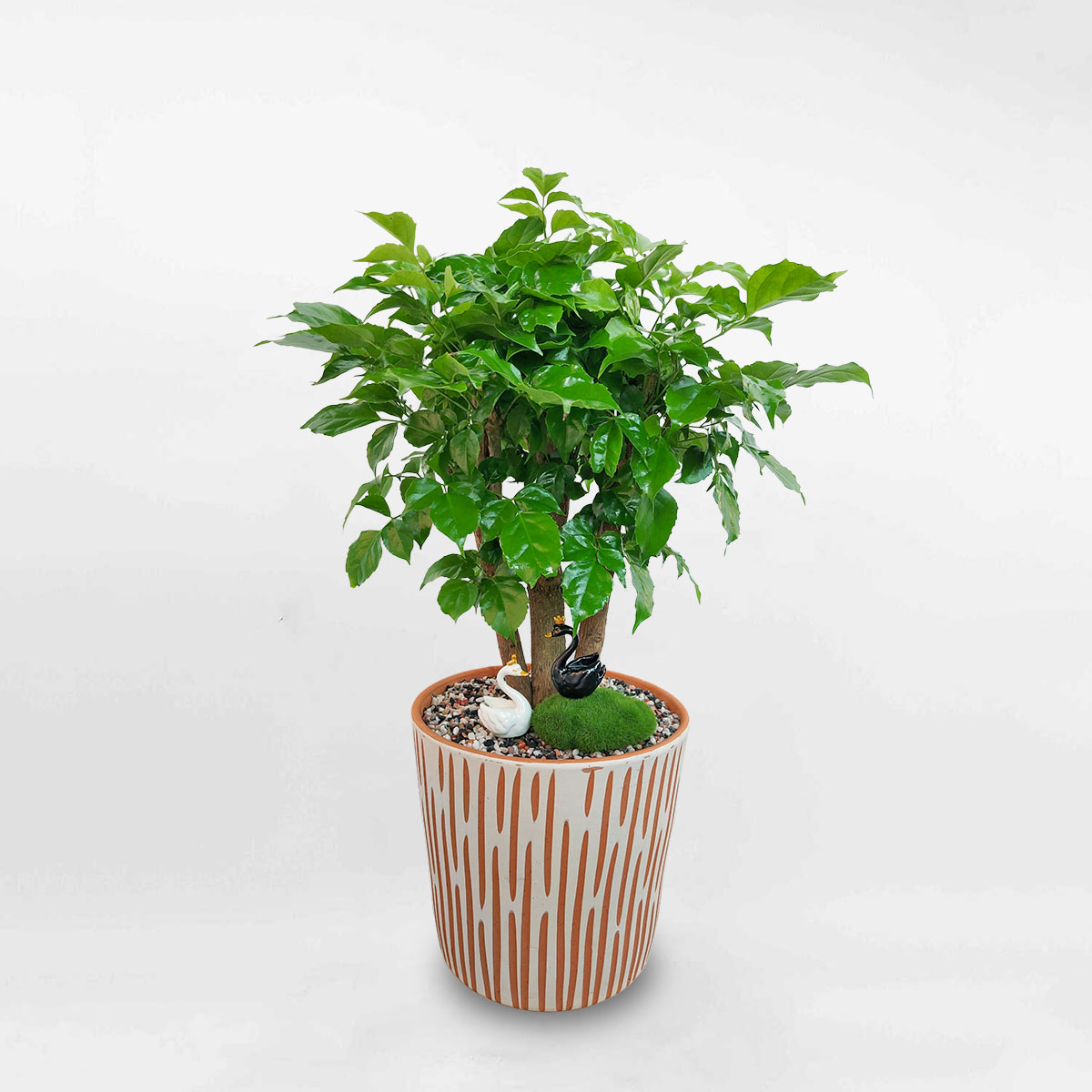 Cây hạnh phúc 1 thân để bàn trang trí tiểu cảnh RADE034