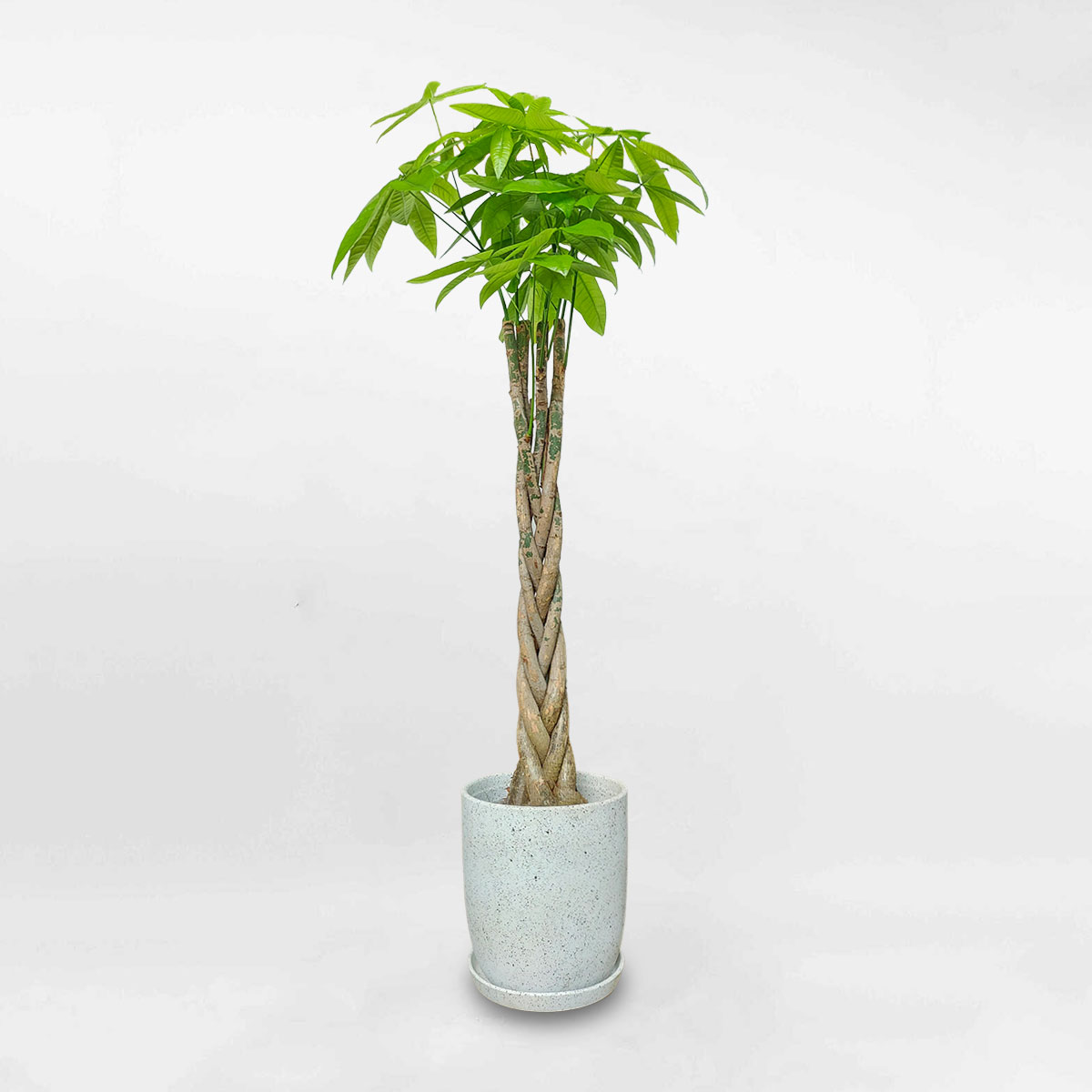 Cây kim ngân thắt bính cao chậu đất nung giả đá LONI028
