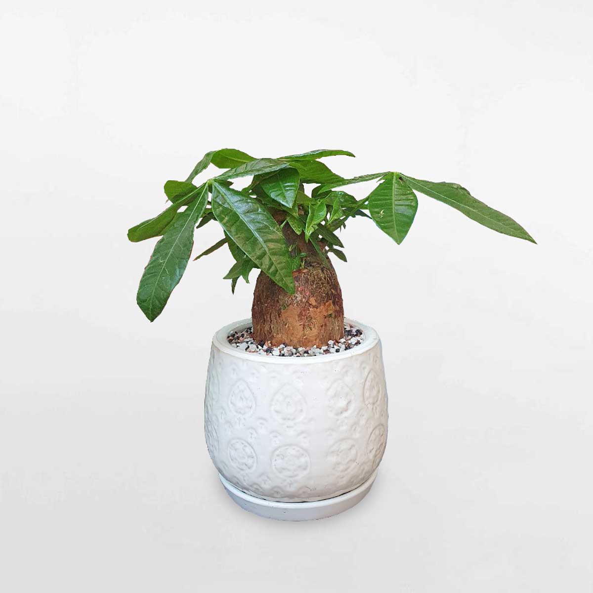 Cây kim ngân 1 thân củ nhỏ chậu sứ trắng LONI027