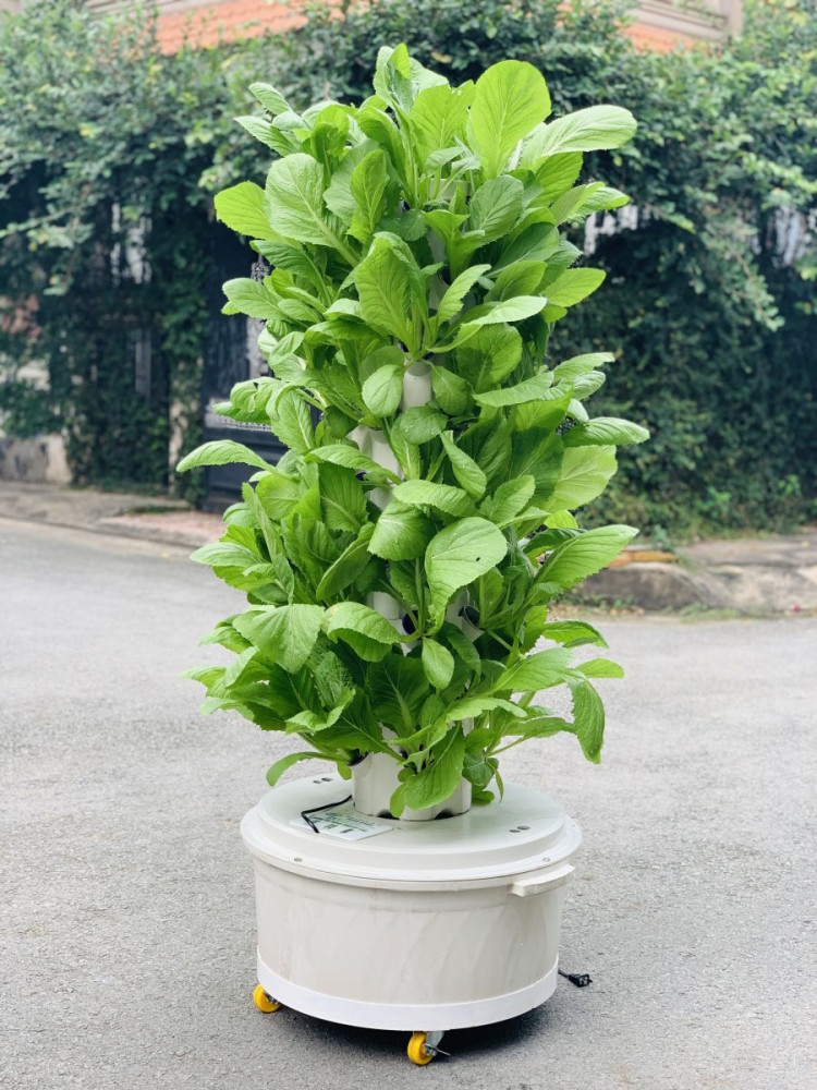 Trụ Thủy Canh Đơn 60 Rọ 2
