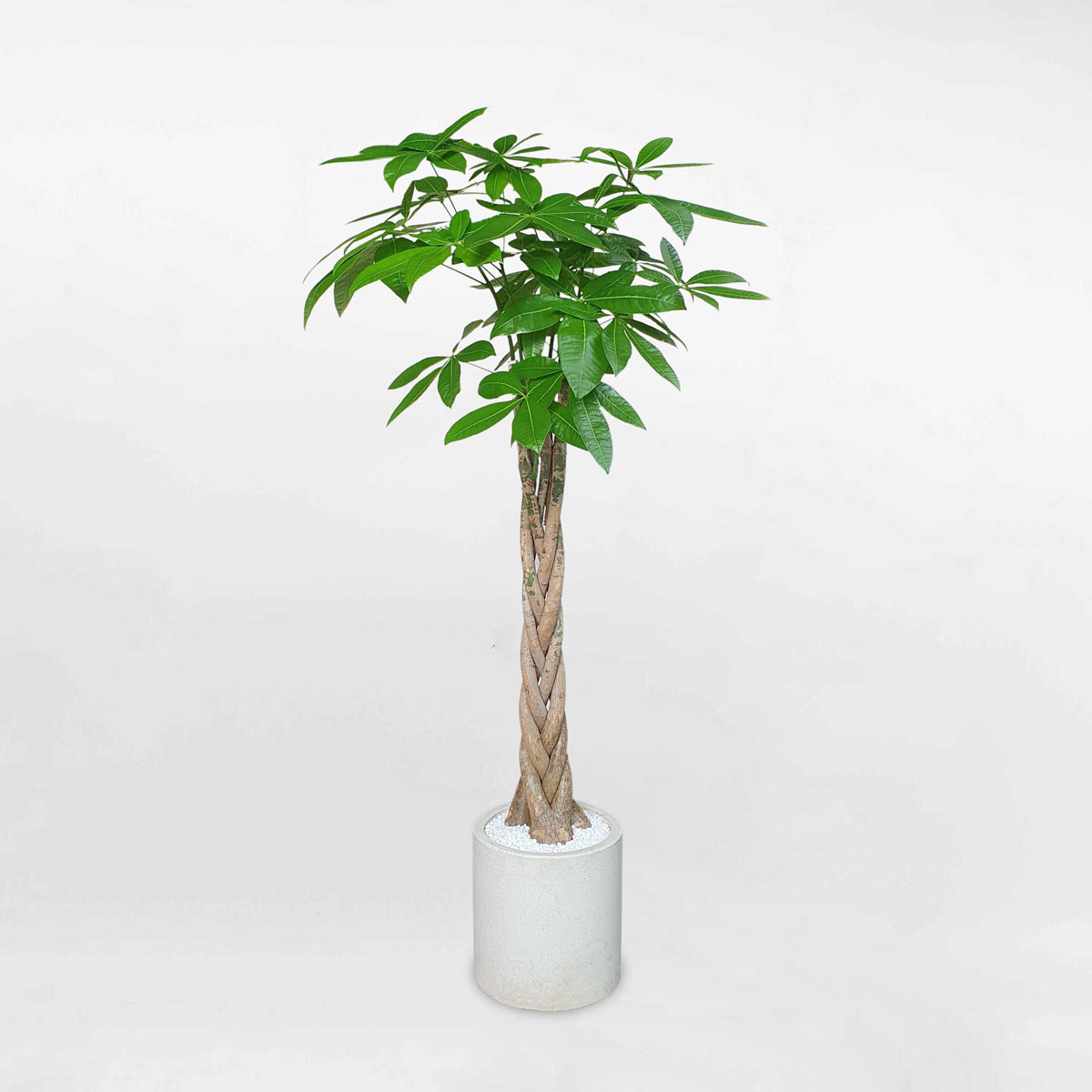 Cây kim ngân thắt bính cao chậu đất nung vintage LONI024
