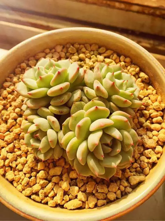 Đất Sét Nung AKADAMA 2