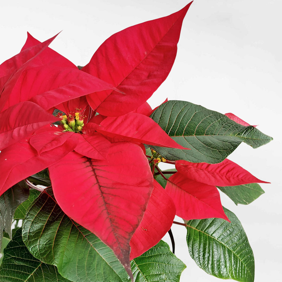 Cây Trạng nguyên chậu men sứ trắng họa tiết Euphorbia Pulcherrima EUPU002