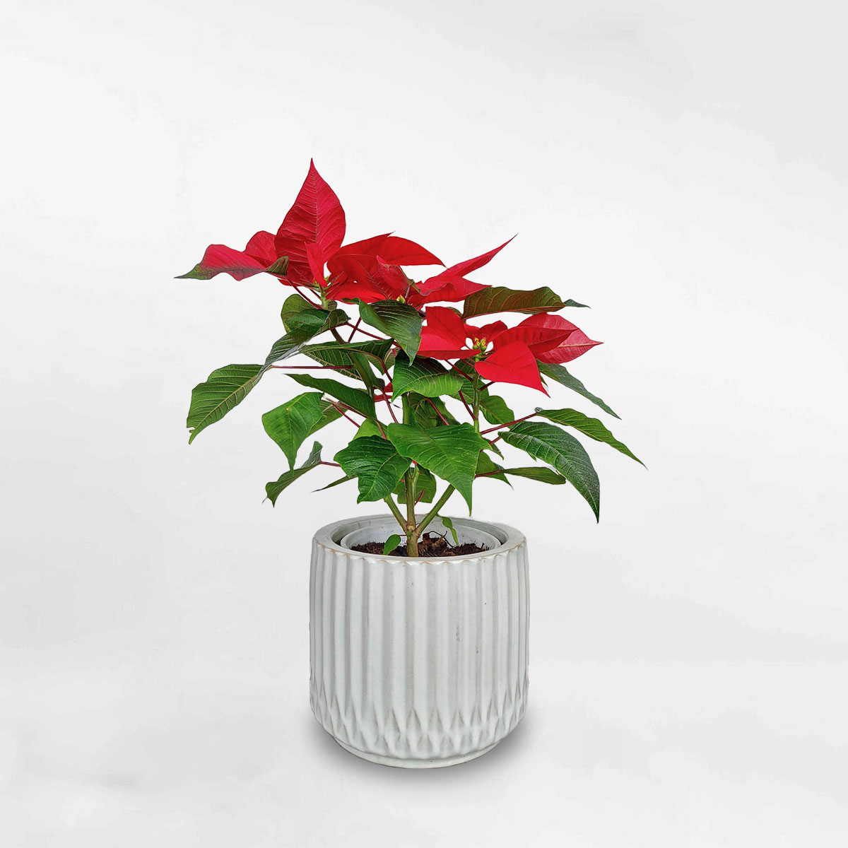 Cây Trạng nguyên chậu men sứ trắng họa tiết Euphorbia Pulcherrima EUPU002