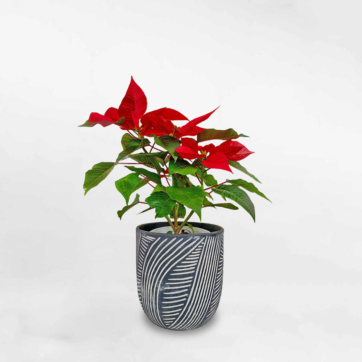 Cây Trạng Nguyên chậu đất nung họa tiết Euphorbia Pulcherrima EUPU001