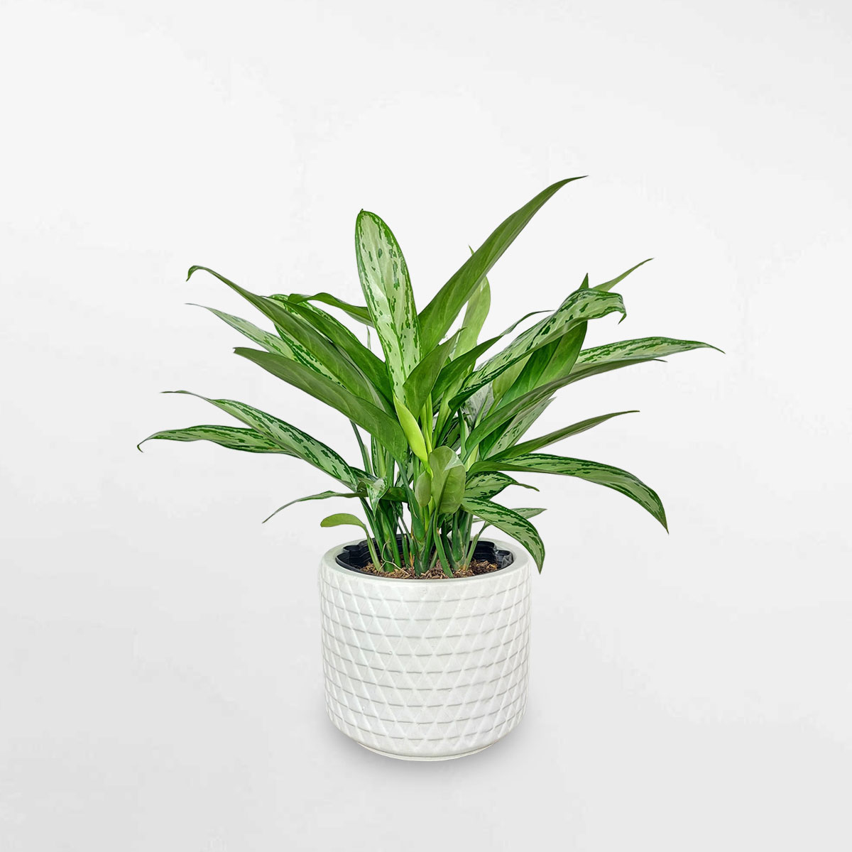 Cây giữ tiền chậu men sứ trắng họa tiết AGWL003