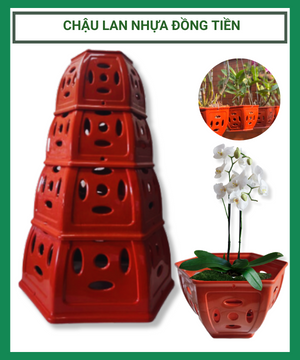 Chậu Lan Nhựa Đồng Tiền