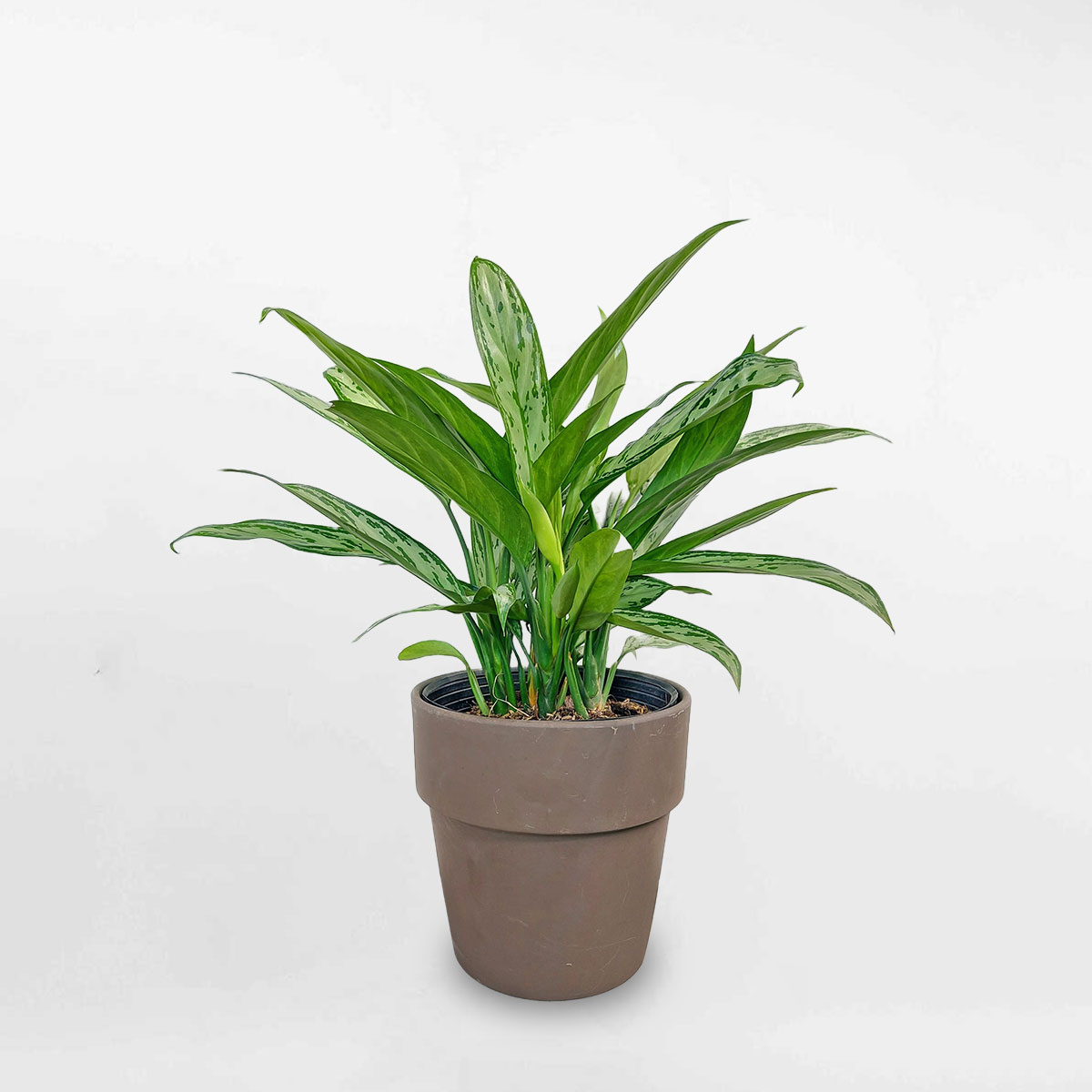 Cây giữ tiền chậu đất nung nâu đậm AGWL003