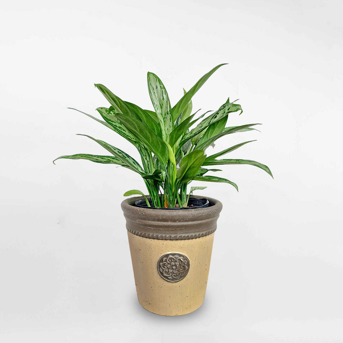 Cây giữ tiền chậu đất nung vintage AGWL002