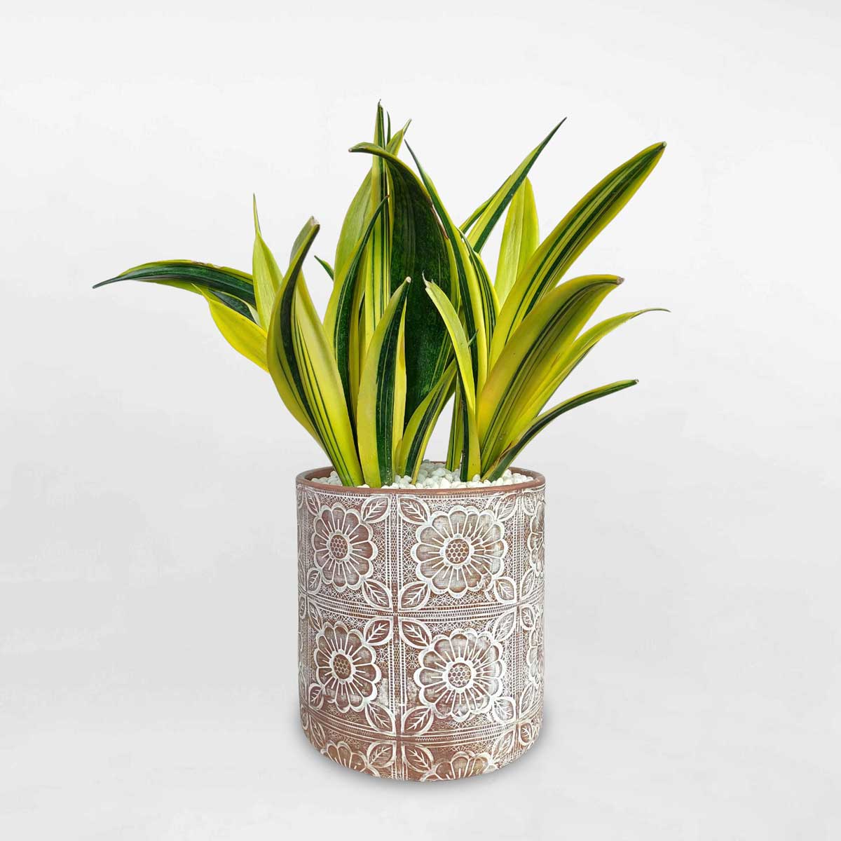 Cây lưỡi hổ Hoàng Kim ‘Gold Flame’ chậu đất nung STGF004
