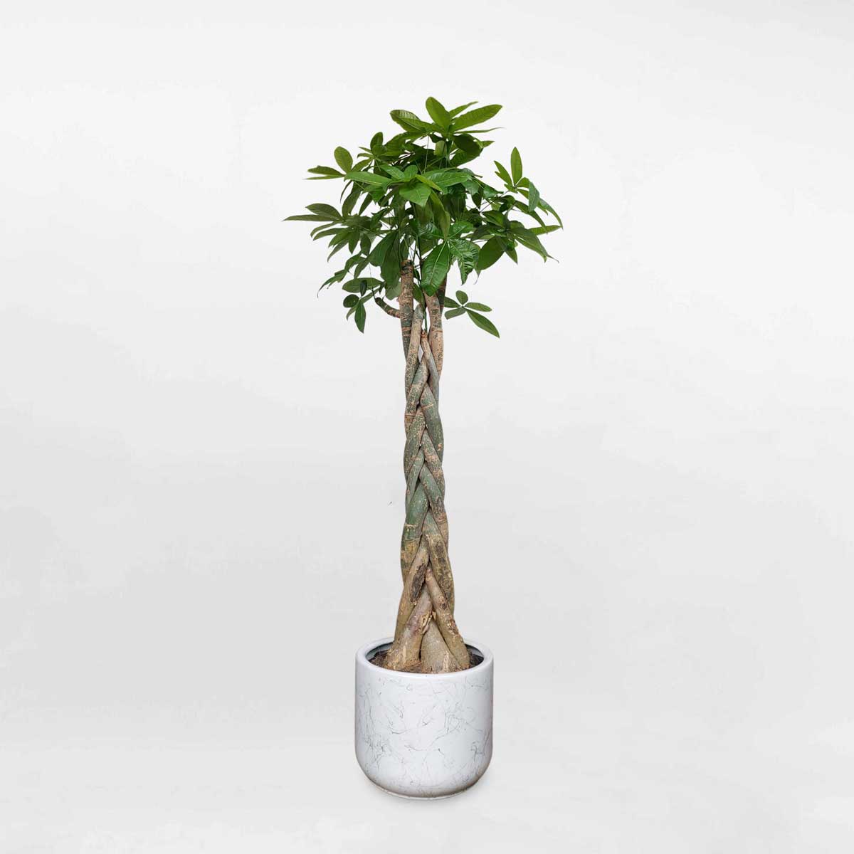 Cây kim ngân thắt bính cao 1m8 chậu sứ trắng LONI023