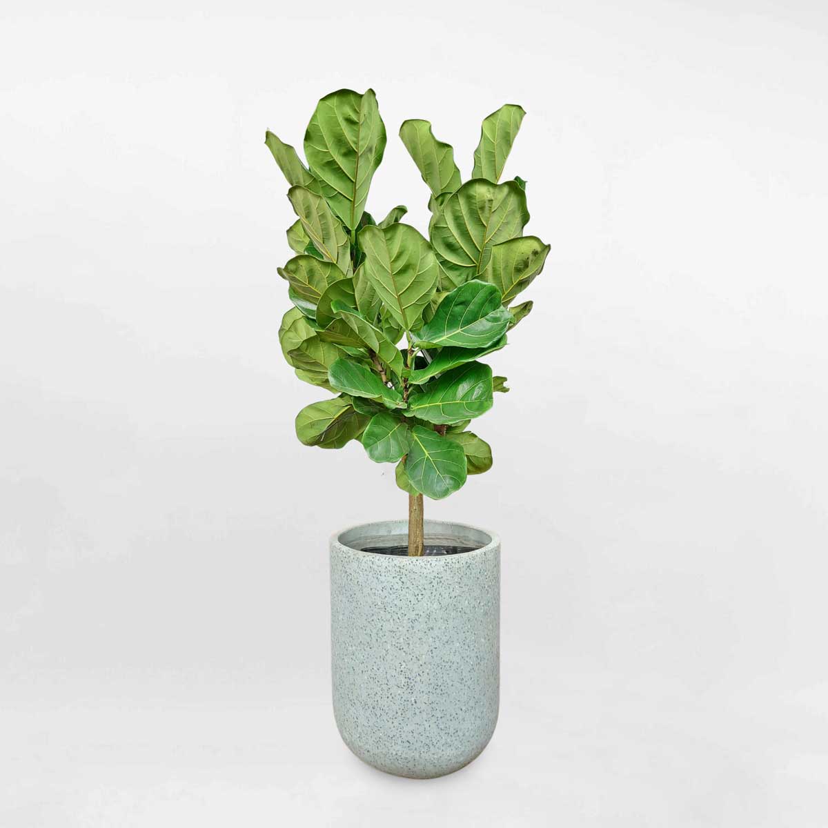 Cây bàng Singapore dáng tree gốc to chậu xi măng LYRA043