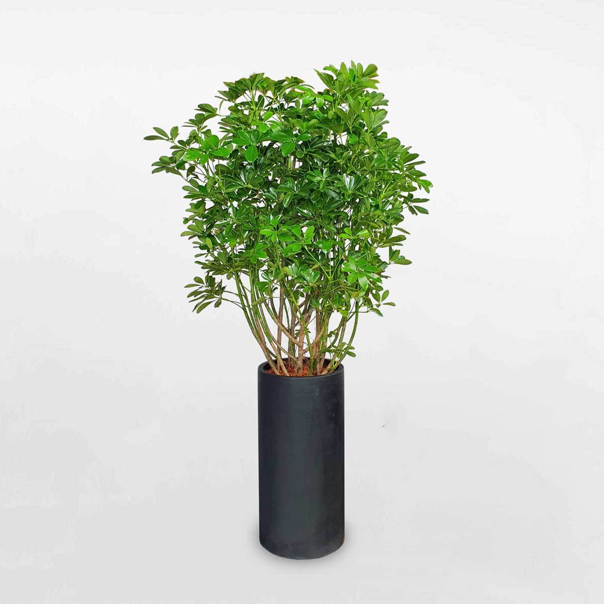 Cây ngũ gia bì để sàn chậu trụ tròn đá mài SCHE017