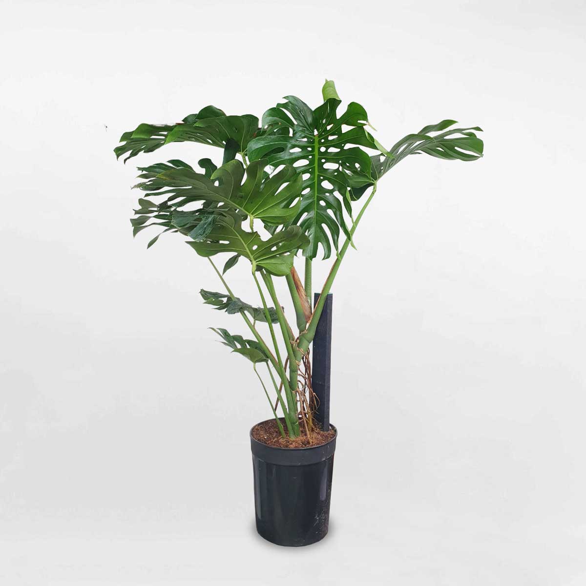 Cây trầu bà Nam Mỹ Monstera ‘Deliciosa’ chậu lớn MONS020