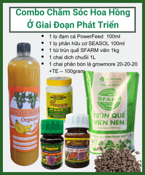 Combo Chăm Sóc Hoa Hồng Ở Giai Đoạn Phát Triển Mầm – Chồi – Lá