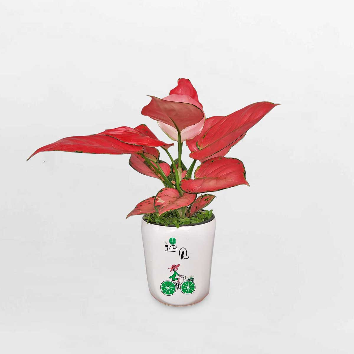 Cây hồng phát lộc ‘Pink Lady’ chậu sứ trắng AGPL003