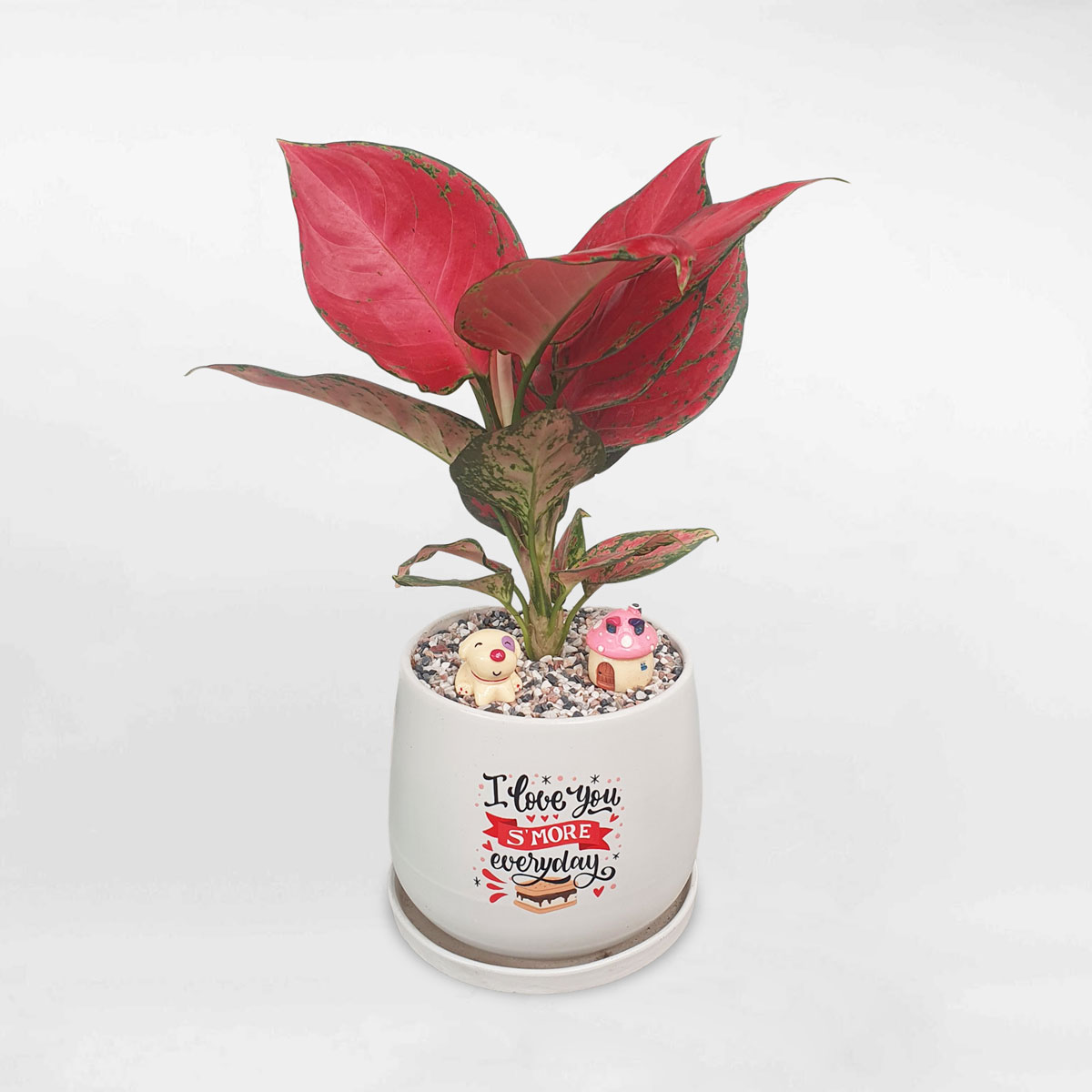 Cây vạn lộc son ‘Red Anjamani’ để bàn chậu sứ AGRA003