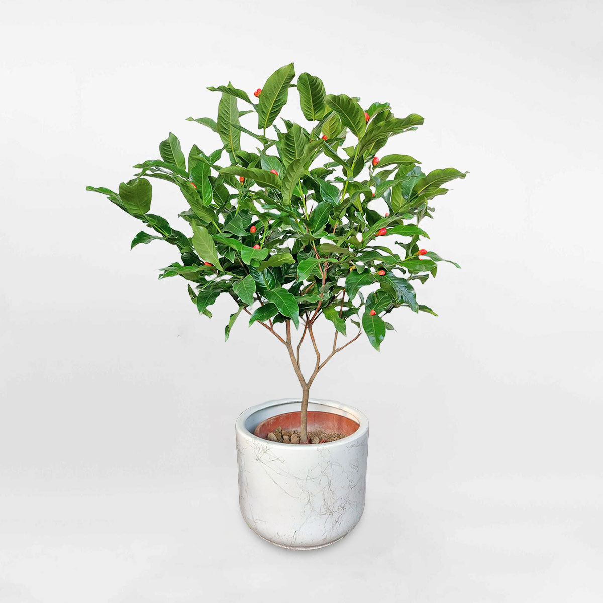 Cây Hải đường chậu sứ trắng có họa tiết Camellia amplexicaulis CAME001