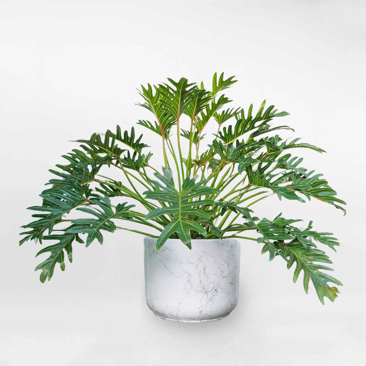 Cây Trầu Bà Chân Vịt chậu sứ trắng có vân Philodendron Xanadu CTBCV002