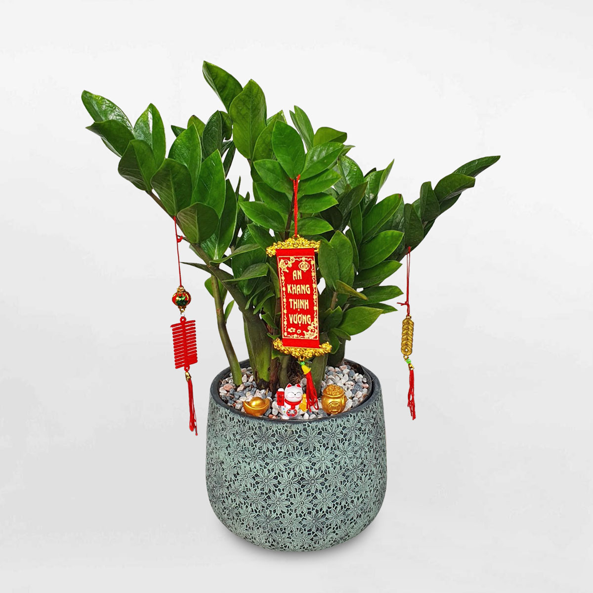 Cây kim tiền trưng tết chậu đất nung hoa cúc ZAMI031