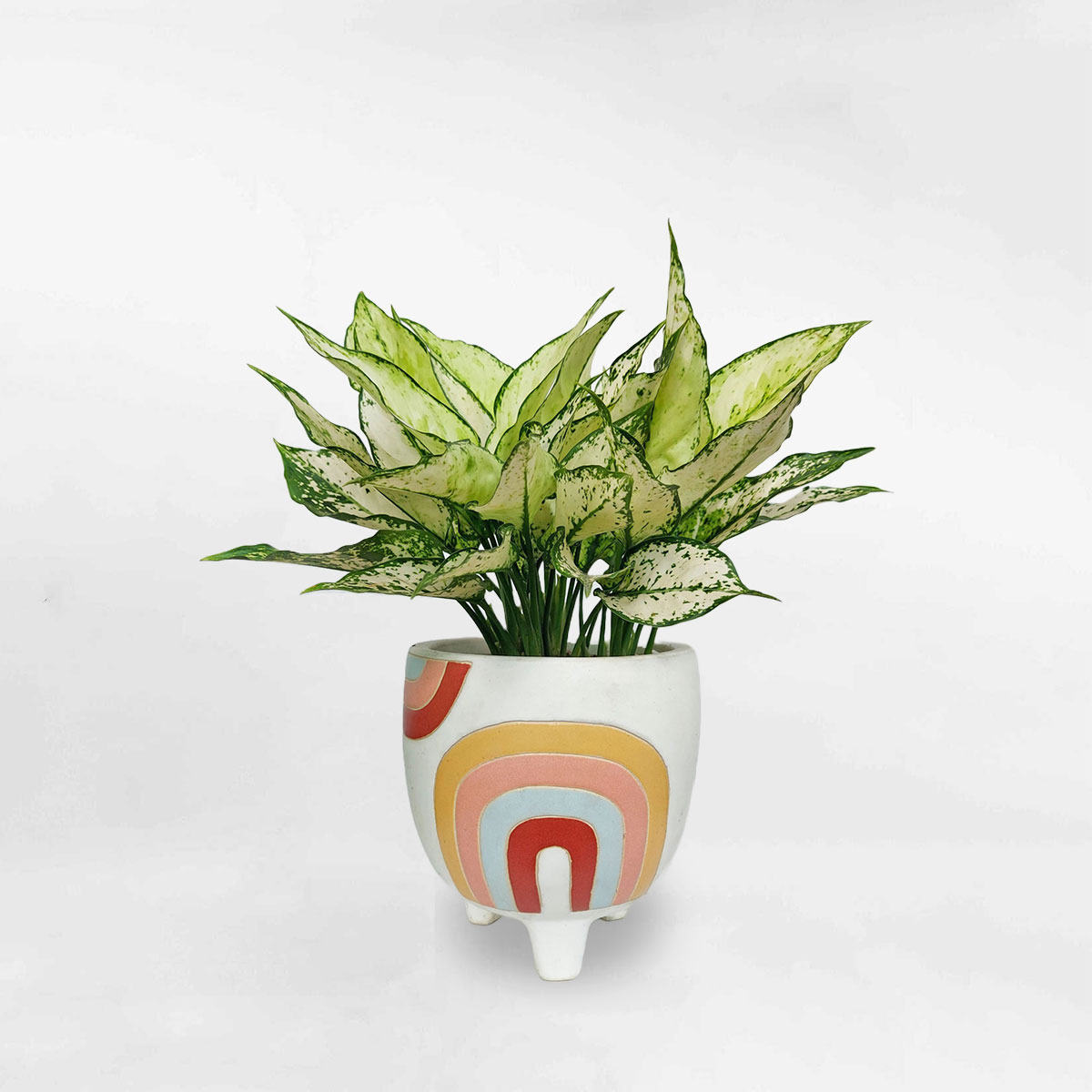 Cây ngọc ngân Thái chậu gốm họa tiết cầu vồng AGSN009