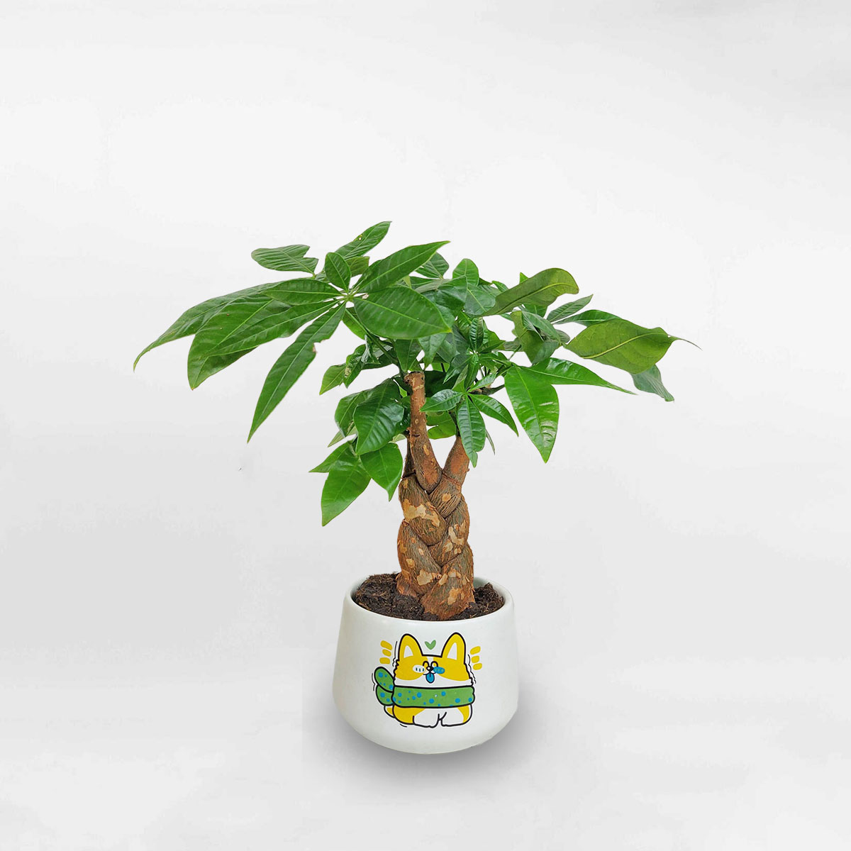 Cây kim ngân bính để bàn chậu sứ có hình LONI021