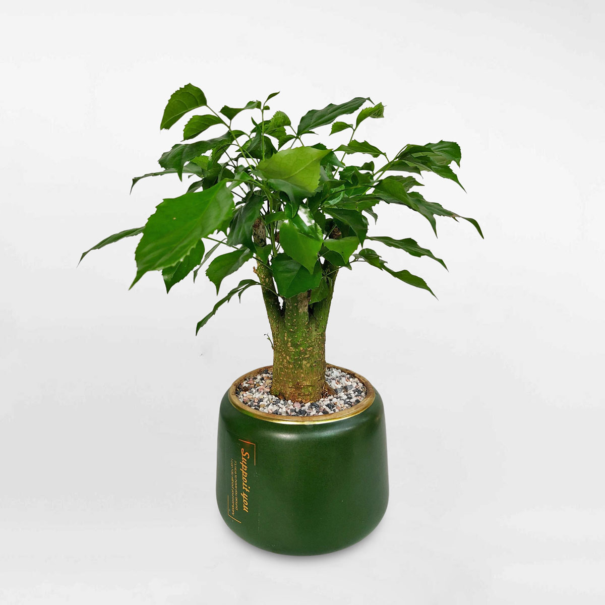 Cây hạnh phúc bonsai để bàn chậu sứ RADE026