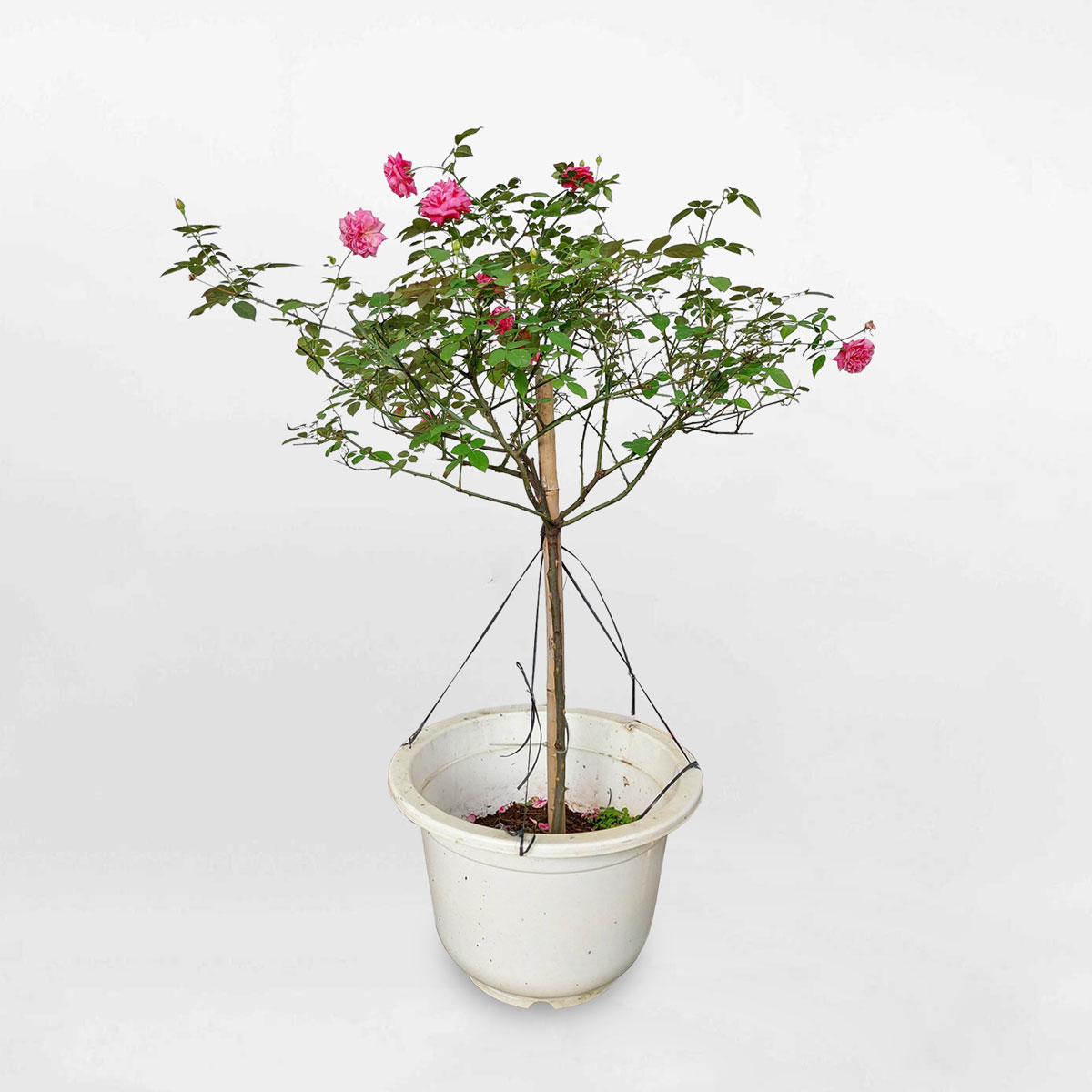 Cây hoa hồng cổ Sapa dáng treerose nguyên bản chậu nhựa ROSE005