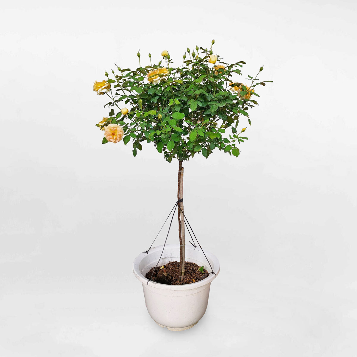Cây hoa hồng Molinuex dáng treerose chậu nhựa ROSE004