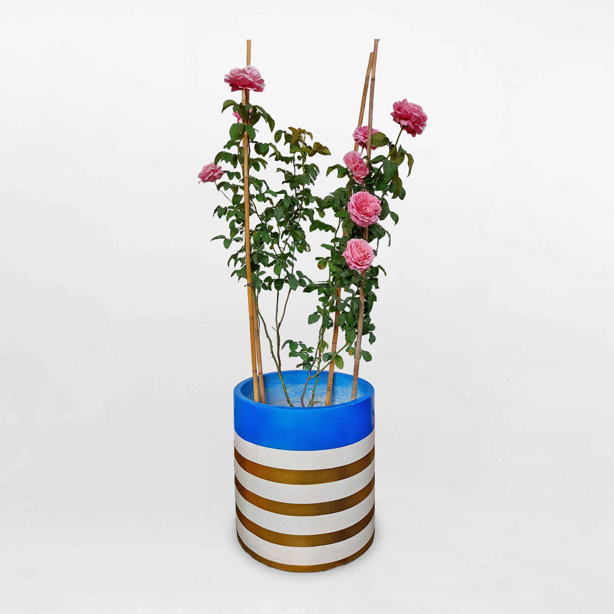 Cây hoa hồng leo Soeur Emmanuelle chậu đá mài ROSE003