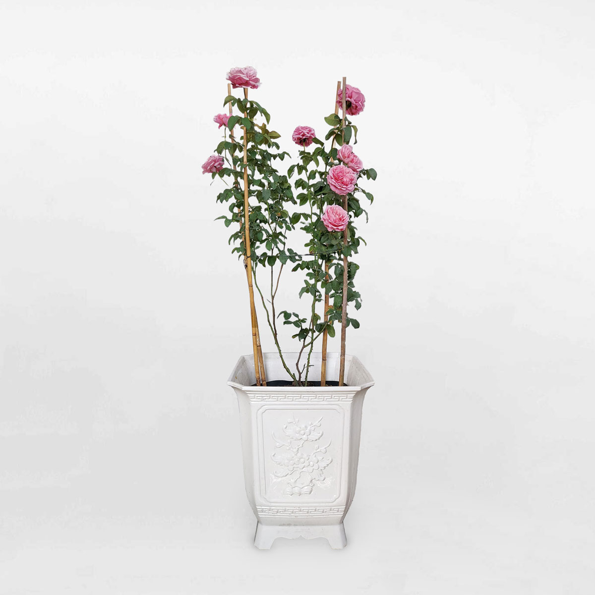 Cây hoa hồng leo Soeur Emmanuelle chậu nhựa tứ quý ROSE002