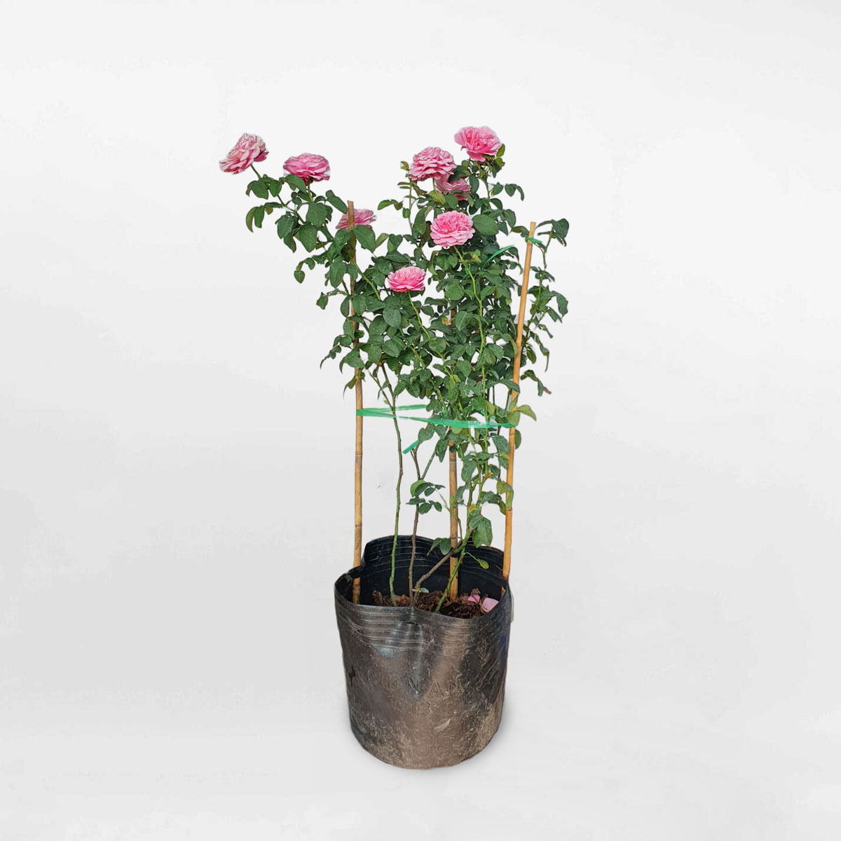 Cây hoa hồng leo Soeur Emmanuelle chậu ươm cỡ trung ROSE001