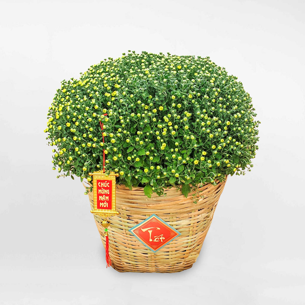 Chậu hoa cúc mâm xôi trưng Tết cỡ lớn trang trí xọt tre HCMX001