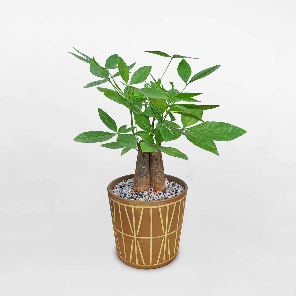 Cây kim ngân 3 thân để bàn chậu đất nung LONI019