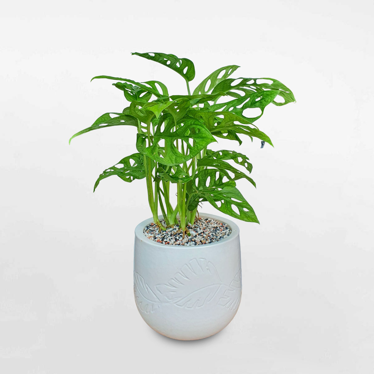 Cây trầu bà lỗ Monstera ‘Adansonii’ chậu gốm sứ MOAD003
