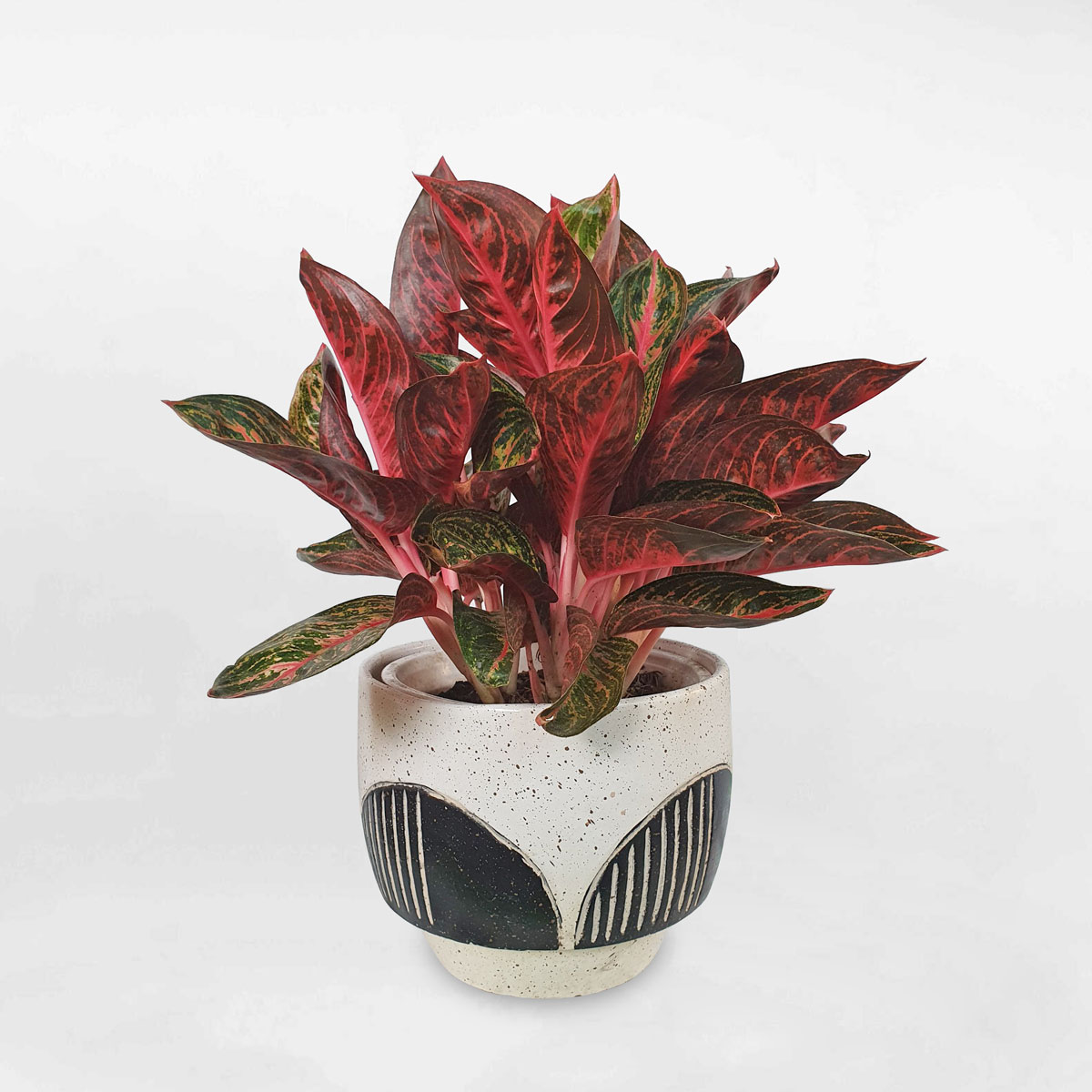 Cây bao thanh thiên ‘Aglaonema Sumatra’ chậu đất nung AGSU003