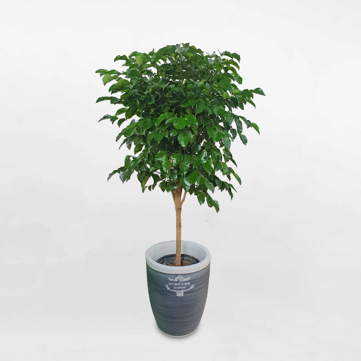 Cây hạnh phúc một thân nhỏ đất nung RADE021