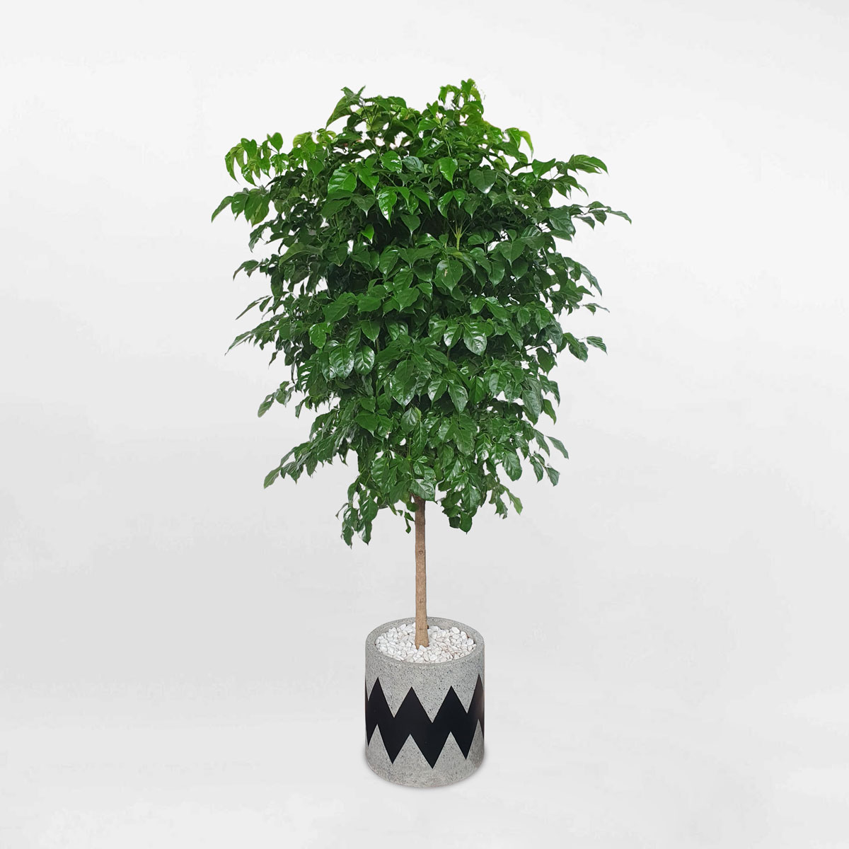 Cây hạnh phúc một thân cao 150cm chậu đá mài RADE025