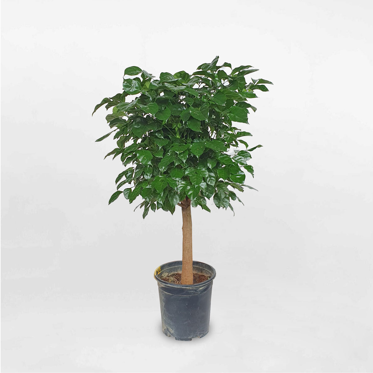 Cây hạnh phúc một thân cỡ trung chậu ươm RADE020