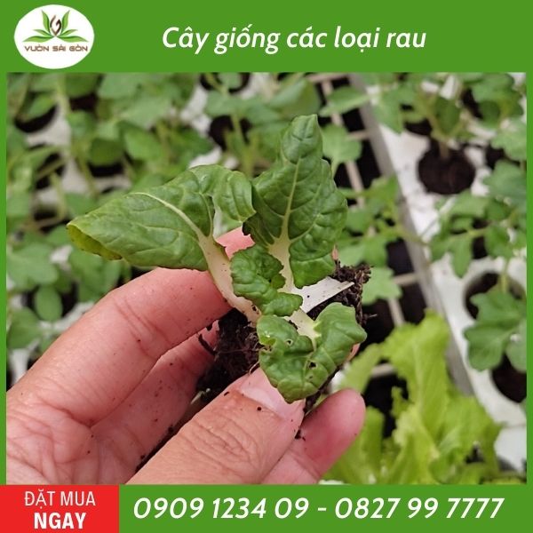 Cây con, cây giống các loại rau 3